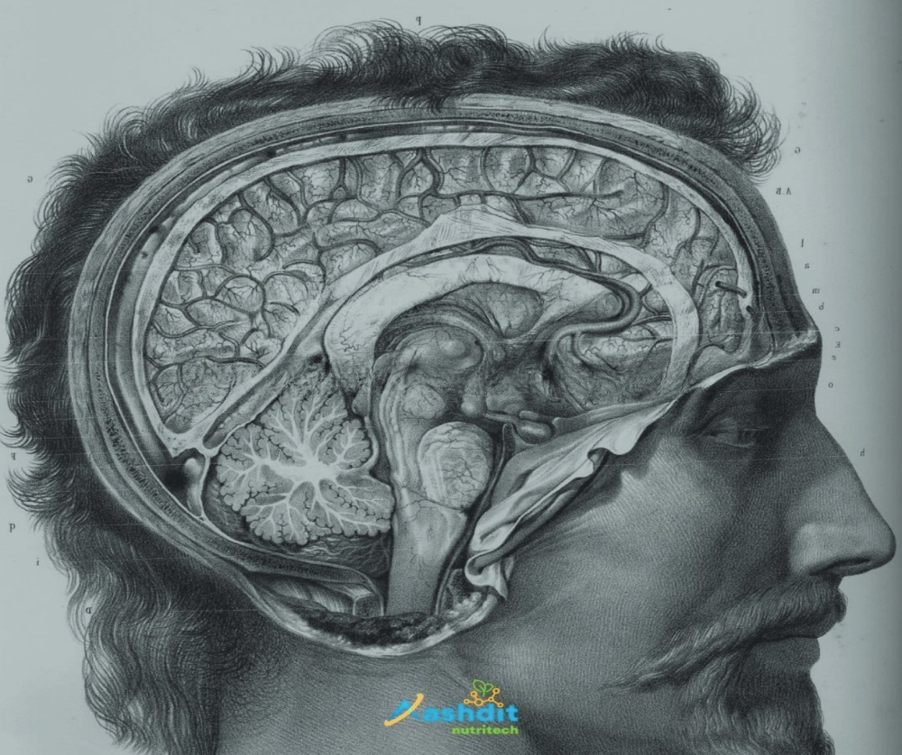 The Brain Behind the Bite - The Neural Mysteries of Taste